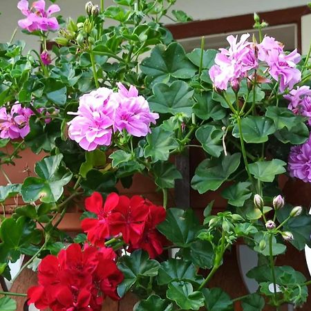 Casa De Vacanta Zsenik Vendeghaz Sovata Zewnętrze zdjęcie