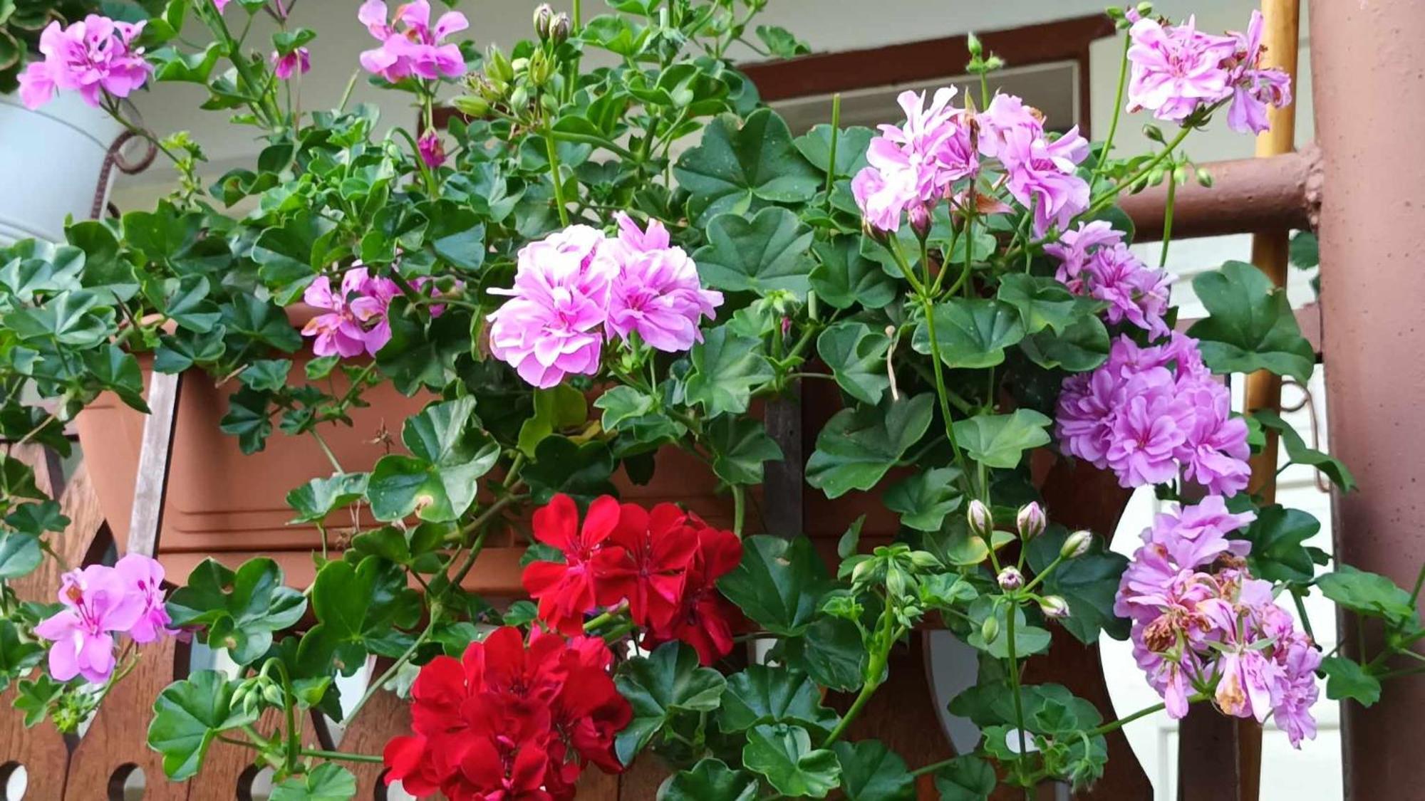 Casa De Vacanta Zsenik Vendeghaz Sovata Zewnętrze zdjęcie